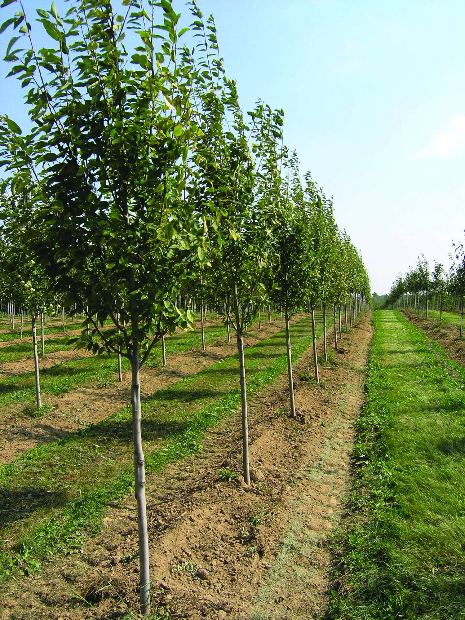 Amelanchier laevis